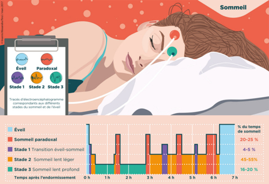 Que se passetil durant notre sommeil ?  Physio Sahifa